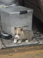 Comet, a male Pembroke Welsh Corgi for sale in Wellsburg, IA – 1 of 1