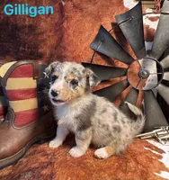 Gilligan, a male Pembroke Welsh Corgi and Miniature Australian Shepherd for sale in Wellsburg, IA – 2 of 5