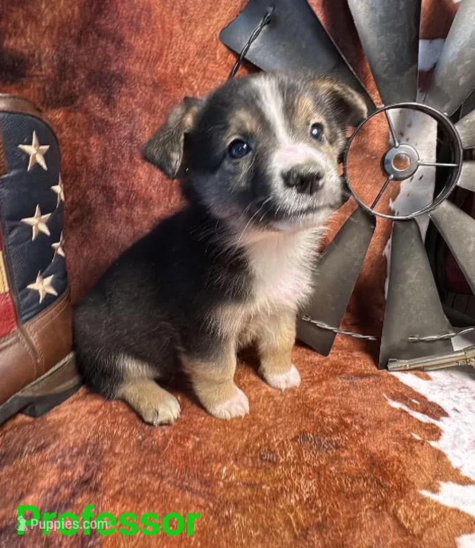 Professor – Pembroke Welsh Corgi, Miniature Australian Shepherd puppy for sale in Wellsburg, IA