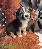Professor, a male Pembroke Welsh Corgi and Miniature Australian Shepherd for sale in Wellsburg, IA – 1 of 4