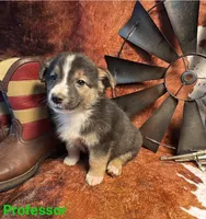 Professor, a male Pembroke Welsh Corgi and Miniature Australian Shepherd for sale in Wellsburg, IA – 2 of 4