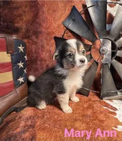 Mary Ann, a female Pembroke Welsh Corgi and Miniature Australian Shepherd for sale in Wellsburg, IA – 5 of 6