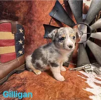 Gilligan, a male Pembroke Welsh Corgi and Miniature Australian Shepherd for sale in Wellsburg, IA – 3 of 5