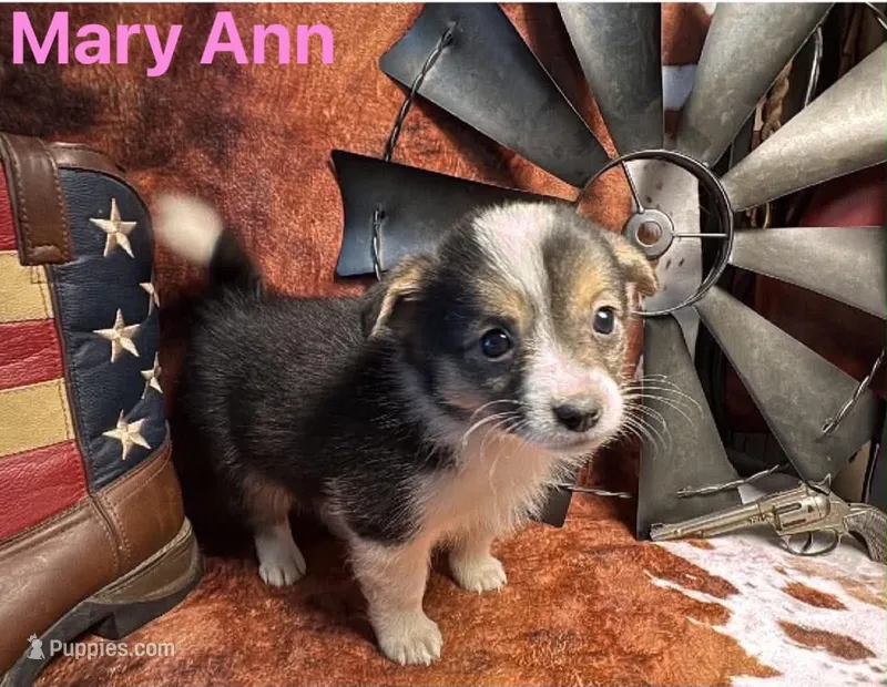 Mary Ann – Pembroke Welsh Corgi, Miniature Australian Shepherd puppy for sale in Wellsburg, IA
