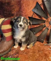 Professor, a male Pembroke Welsh Corgi and Miniature Australian Shepherd for sale in Wellsburg, IA – 4 of 4