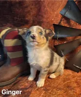 Ginger, a female Pembroke Welsh Corgi and Miniature Australian Shepherd for sale in Wellsburg, IA – 4 of 6
