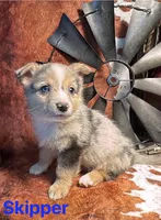 Skipper, a male Pembroke Welsh Corgi and Miniature Australian Shepherd for sale in Wellsburg, IA – 3 of 7