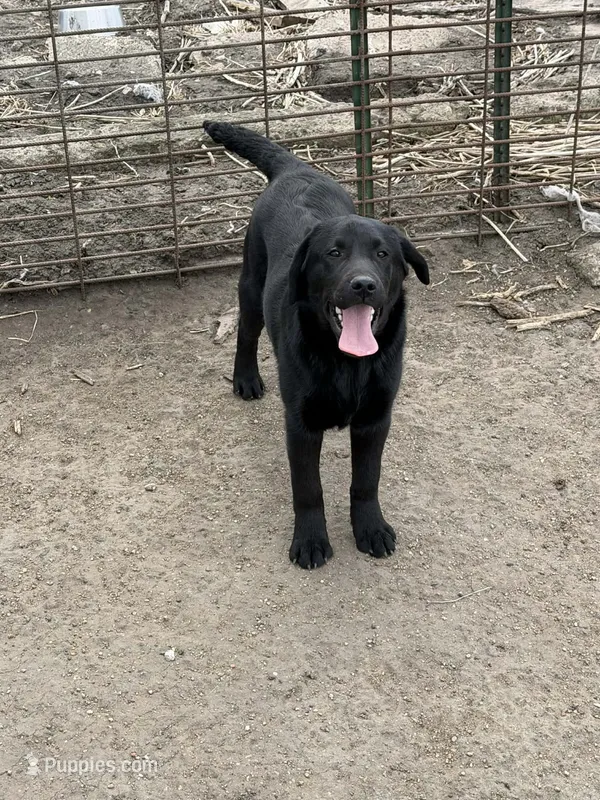 Pearl – Labrador Retriever puppy for sale in Wellsburg, IA