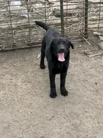 Pearl, a female Labrador Retriever for sale in Wellsburg, IA – 1 of 3
