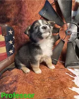 Professor, a male Pembroke Welsh Corgi and Miniature Australian Shepherd for sale in Wellsburg, IA – 2 of 4