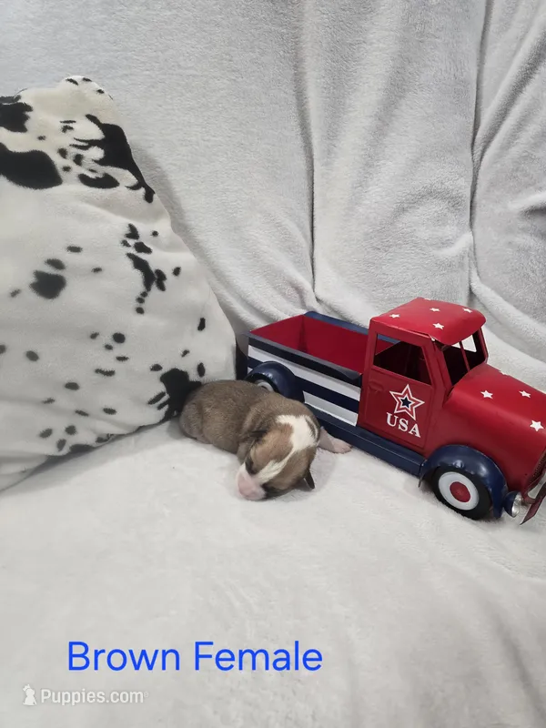 Puppy 3 – Pembroke Welsh Corgi puppy for sale in Wellsburg, IA