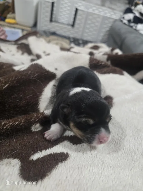 Delilah – Pembroke Welsh Corgi puppy for sale in Wellsburg, IA