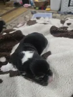 Delilah, a female Pembroke Welsh Corgi for sale in Wellsburg, IA – Photo 2 of 2