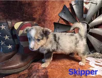 Skipper, a male Pembroke Welsh Corgi and Miniature Australian Shepherd for sale in Wellsburg, IA – 2 of 6