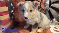Skipper, a male Pembroke Welsh Corgi and Miniature Australian Shepherd for sale in Wellsburg, IA – 6 of 6