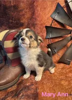 Mary Ann, a female Pembroke Welsh Corgi and Miniature Australian Shepherd for sale in Wellsburg, IA – 6 of 6