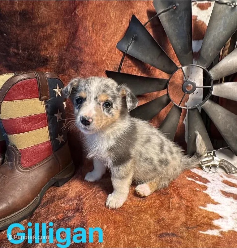 Gilligan – Pembroke Welsh Corgi, Miniature Australian Shepherd puppy for sale in Wellsburg, IA