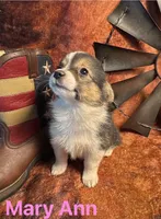 Mary Ann, a female Pembroke Welsh Corgi and Miniature Australian Shepherd for sale in Wellsburg, IA – 5 of 6