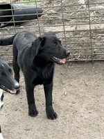 Pearl, a female Labrador Retriever for sale in Wellsburg, IA – 3 of 3