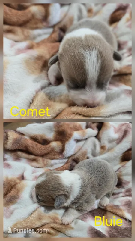 Comet – Pembroke Welsh Corgi puppy for sale in Wellsburg, IA