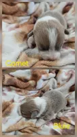 Comet, a male Pembroke Welsh Corgi for sale in Wellsburg, IA – 1 of 1