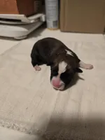 Auggie 1, a female Pembroke Welsh Corgi and Miniature Australian Shepherd for sale in Wellsburg, IA – Photo 1 of 2