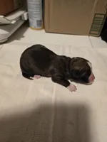 Auggie 1, a female Pembroke Welsh Corgi and Miniature Australian Shepherd for sale in Wellsburg, IA – Photo 2 of 2