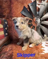 Skipper, a male Pembroke Welsh Corgi and Miniature Australian Shepherd for sale in Wellsburg, IA – 4 of 6