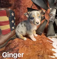 Ginger, a female Pembroke Welsh Corgi and Miniature Australian Shepherd for sale in Wellsburg, IA – 6 of 6