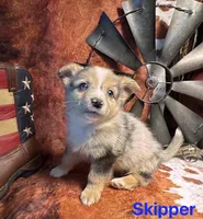Skipper, a male Pembroke Welsh Corgi and Miniature Australian Shepherd for sale in Wellsburg, IA – 1 of 6