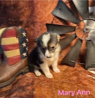 Mary Ann, a female Pembroke Welsh Corgi and Miniature Australian Shepherd for sale in Wellsburg, IA – 4 of 6
