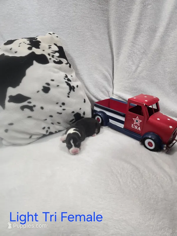 Puppy 5 – Pembroke Welsh Corgi puppy for sale in Wellsburg, IA