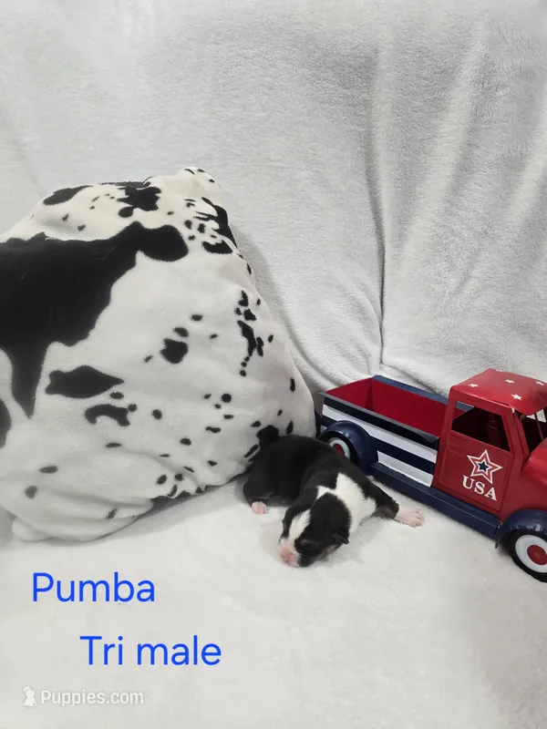 Pumba – Pembroke Welsh Corgi puppy for sale in Wellsburg, IA