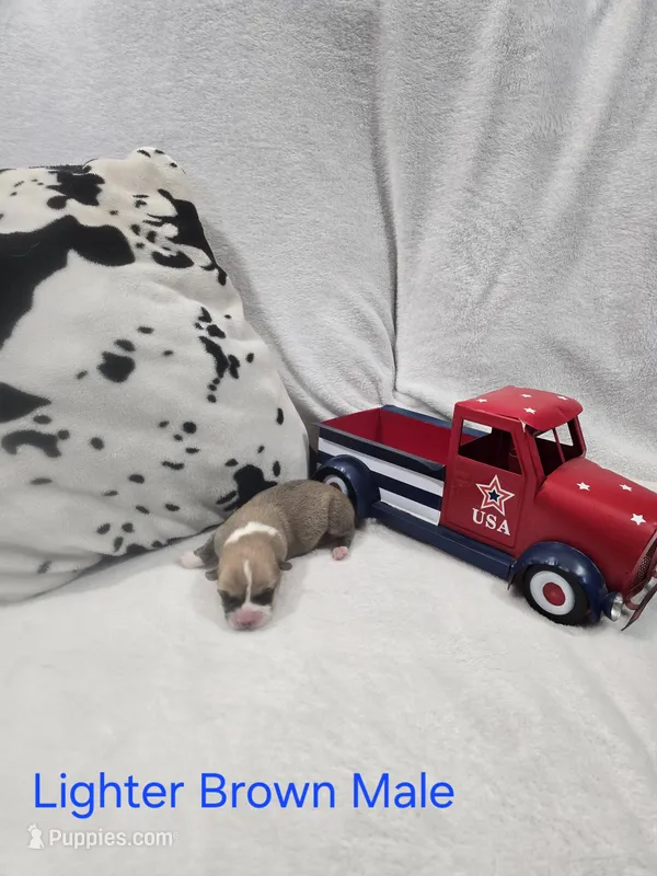 Puppy 2 – Pembroke Welsh Corgi puppy for sale in Wellsburg, IA