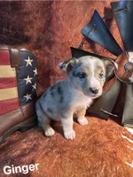 Ginger, a female Pembroke Welsh Corgi and Miniature Australian Shepherd for sale in Wellsburg, IA – 3 of 6