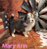 Mary Ann, a female Pembroke Welsh Corgi and Miniature Australian Shepherd for sale in Wellsburg, IA – 4 of 6