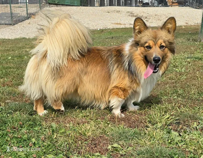 Vaughn – Pembroke Welsh Corgi puppy for sale in Wellsburg, IA