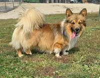 Vaughn, a male Pembroke Welsh Corgi for sale in Wellsburg, IA – 1 of 2