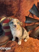 Ginger, a female Pembroke Welsh Corgi and Miniature Australian Shepherd for sale in Wellsburg, IA – 3 of 6