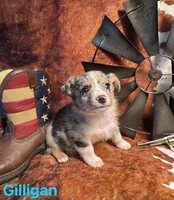 Gilligan, a male Pembroke Welsh Corgi and Miniature Australian Shepherd for sale in Wellsburg, IA – 4 of 5