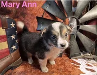 Mary Ann, a female Pembroke Welsh Corgi and Miniature Australian Shepherd for sale in Wellsburg, IA – 1 of 6