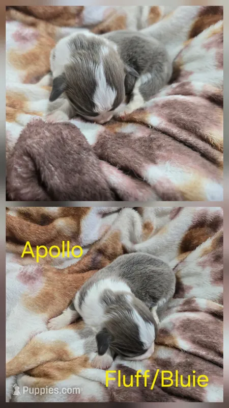 Apollo – Pembroke Welsh Corgi puppy for sale in Wellsburg, IA