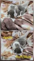 Apollo, a male Pembroke Welsh Corgi for sale in Wellsburg, IA – 1 of 1