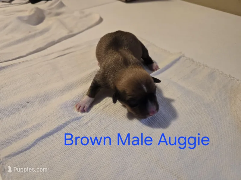 Auggie 3 – Pembroke Welsh Corgi, Miniature Australian Shepherd puppy for sale in Wellsburg, IA