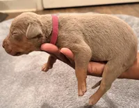 2 x Bossy’s Goodbar, a female American Bully for sale in Warner Robins, GA – Photo 2 of 5