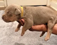 2 x Bossy’s Goodbar, a female American Bully for sale in Warner Robins, GA – Photo 3 of 5