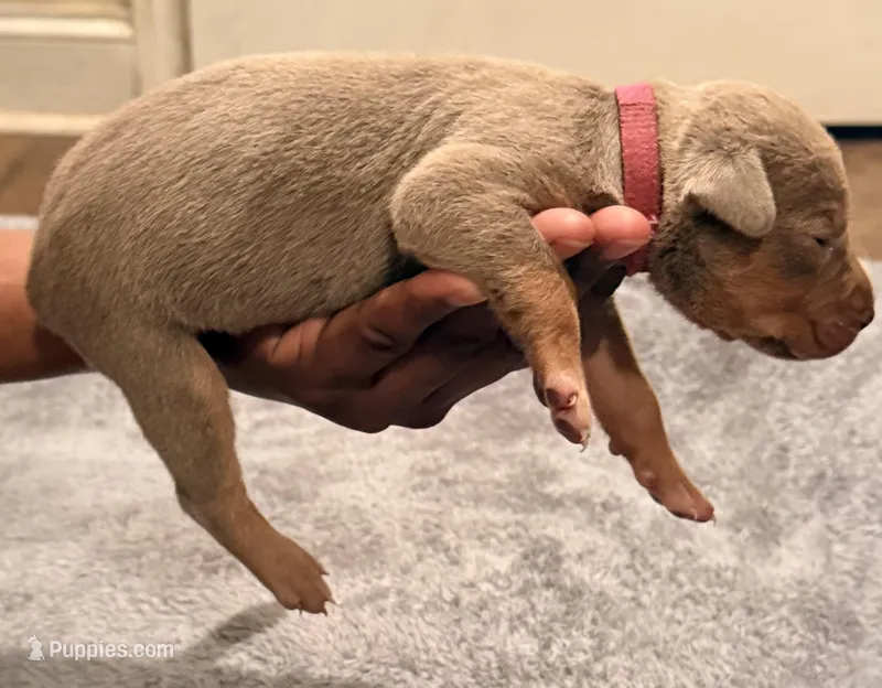 2 x Bossy’s Goodbar – American Bully puppy for sale in Warner Robins, GA