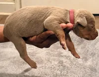 2 x Bossy’s Goodbar, a female American Bully for sale in Warner Robins, GA – Photo 1 of 5