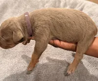 2 x Bossy’s Goodbar, a female American Bully for sale in Warner Robins, GA – Photo 4 of 5