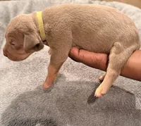 2 x Bossy’s Goodbar, a female American Bully for sale in Warner Robins, GA – Photo 5 of 5